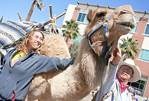 Interdisciplinary studies sophomore Jamie Martin pets Chewy the camel on the UA Mall during Israelpalooza. Hillel offered free Israeli food and real Dead Sea mud at the event to promote Israel awareness.