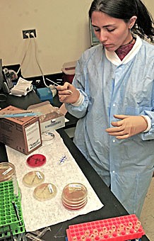 Erin Picton, a Touro University International graduate student in clinical research administration, takes samples from chrome auger of bacteria suspected to contain methicillin resistant Staphylococcus aureus in the department of pathology lab at the University 