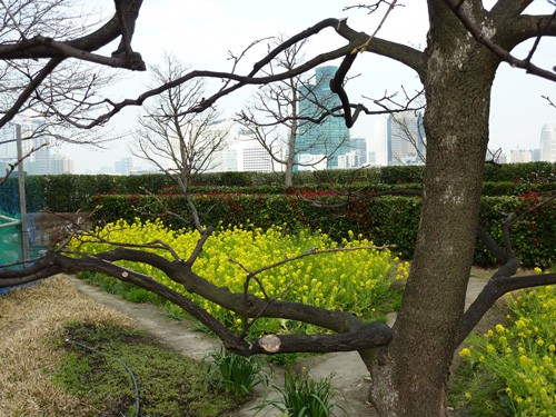 View from a rooftop garden at Roppongi Hills, a major retail and office complex in Tokyo. Tokyo's metropolitan government requires developers to cover 20 percent of all large new commercial projects with plants and trees. (Marla Dickerson/Los Angeles Times/MCT)