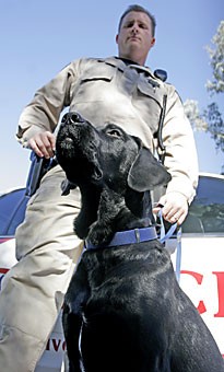 Michael, a Labrador trained to sniff out explosives, sits in front of officer Kyle Morrison yesterday afternoon at the University of Arizona Police Department.