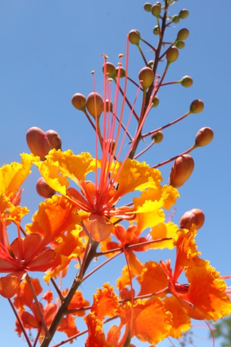 Lisa Beth Earle / Arizona Daily Wildcat 

Red Mexican Bird of Paradise (Caesalpinia pulcherrima), a shrub native to the Tropics, can be found at many locations around campus including the South entrance to Biological Sciences West as part of the UA Campus Arboretum. Its bright red and orange flowers bloom during the intense heat of May and June in response to the increased soil temperatures.