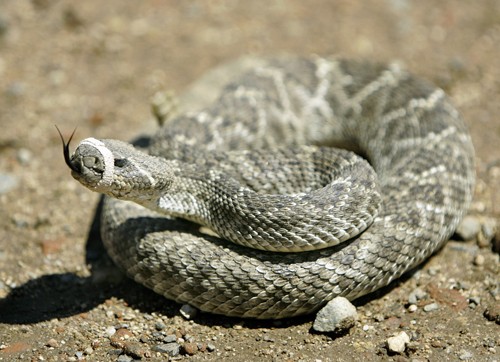A muzzled rattlesnake is used in Patrick Callaghans Rattlesnake Avoidance for Dogs class. (Mindy Schauer/Orange County Register/MCT)