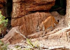 The Arizona-Sonora Desert Museum has species you dont see often, like mountain lions.