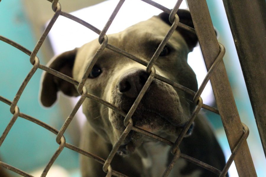 Amy Johnson / The Daily Wildcat

A silver pit bull mix stares at passersby at the Humane Society of Tucson on Sunday. Many pit bulls are taken from warehouses of fighting dogs or off the streets. 