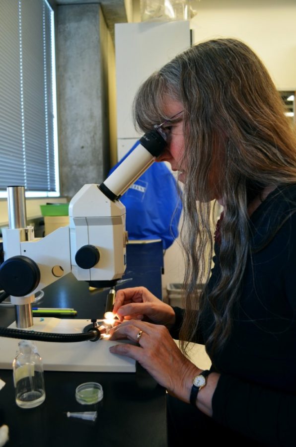 Photo courtesy of Molly Hunter

Molly Hunter viewing a sample of white flies to determine if they are infected with parasitic wasp eggs.