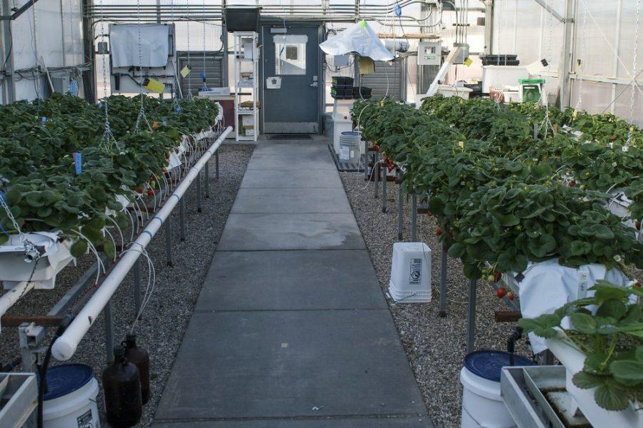 Carlos Herrera/ The Daily Wildcat

This strawberry greenhouse is an example of controlled environment agriculture and the centerpiece of the Arizona Hydroponic Strawberry Project at UAs Campus Agriculture Center on Tuesday. The project is funded by a grant from the Walmart Foundation.