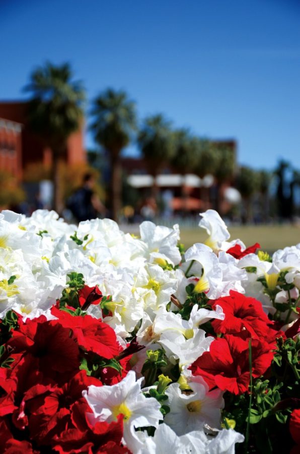 Steve Nguyen/The Daly Wildcat

The UA campus is filled with blooming flowers and green grass as the spring season approaches.