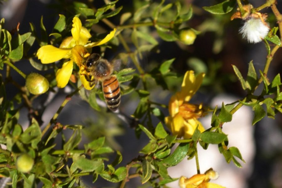Taisha Ford/ The Daily Wildcat

Bees fly around bushes on Tumamoc Hill on Wednesday. 