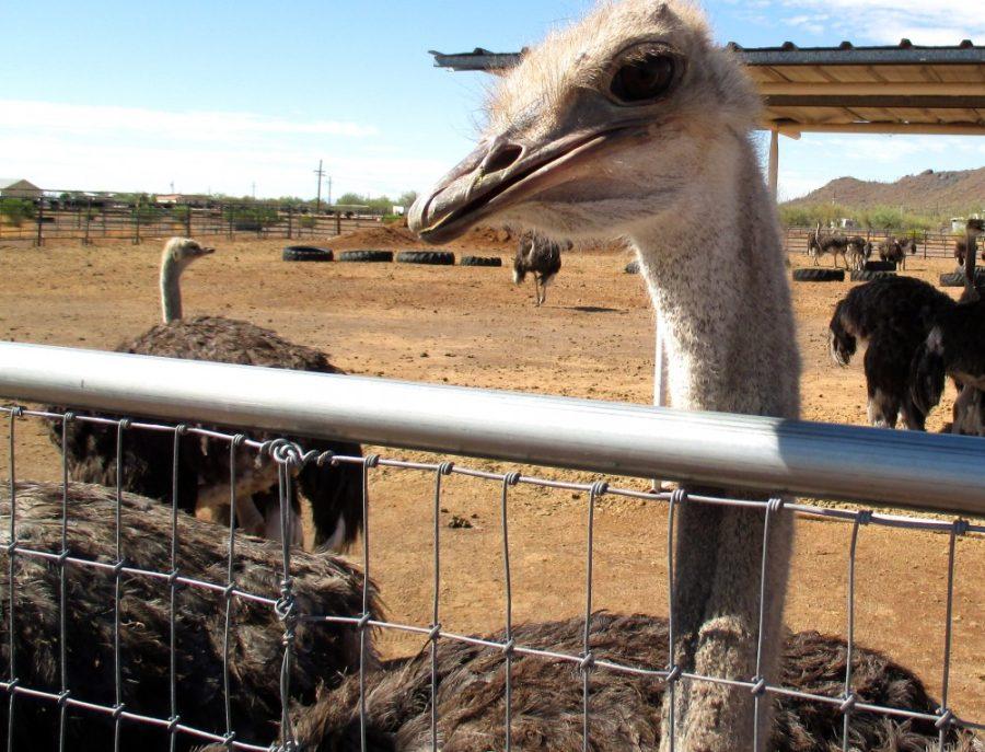 Daniel Burkart / The Daily Wildcat

The Rooster Cogburn Ostrich Ranch which opened to the public in 1999 is just a half hour North of Tucson, and is home to ostriches, goats, ducks, priarie dogs, and deer. 