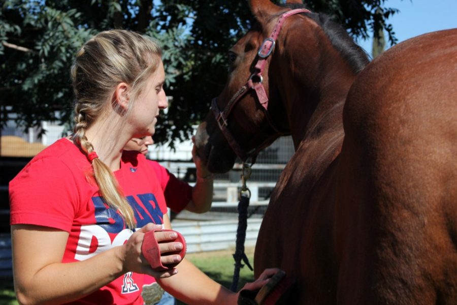 Animal sciences senior Rachel Williams does a routine grooming on the Equine Centers horse Sheza Lopin Deelite, 18, at the center on Sept. 10. The Arizona Board of Regents recently approved a new UA veterinary medicine degree program that will launch in fall 2015.