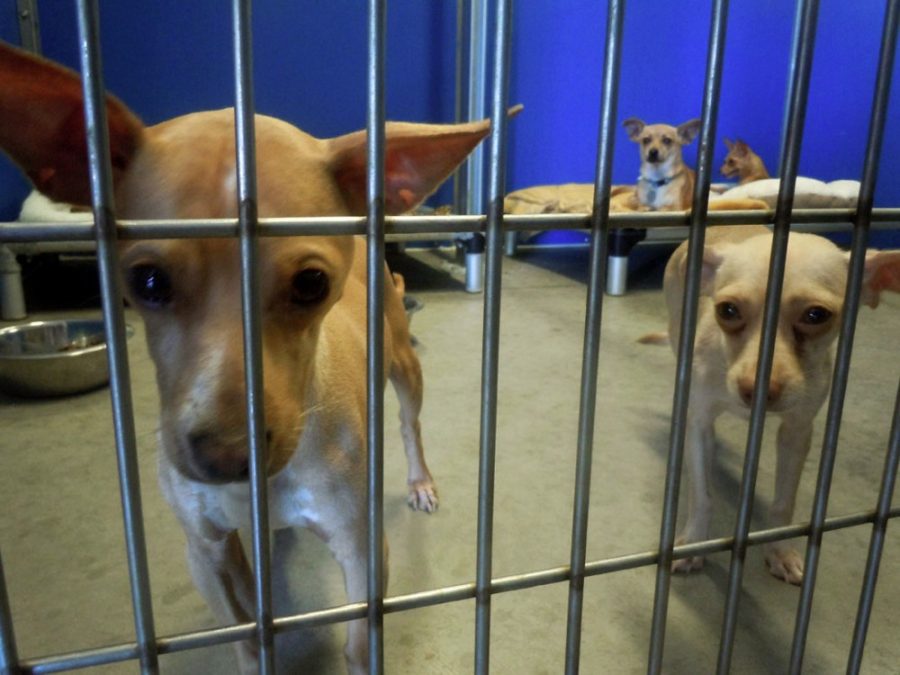 <p></p><p>Justin Sayers / Arizona Sonora News Service<br /><br />Kennels at the Pima Animal Care Center sometimes hold as many as four dogs to one space. PACC asks the Pima County community to vote yes on Proposition 415.</p>