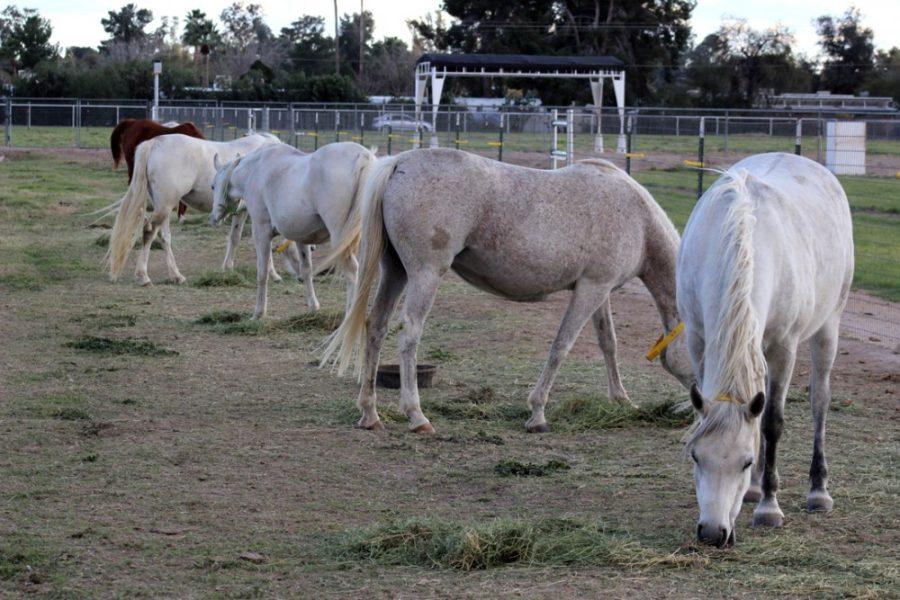 A row of horses graze at the UA Equine Center on Tuesday evening. A discussion will be held on Wednesday at 5:30 p.m. at Gentle Bens Brewing Company, and scientists will answer any questions attendees have about genetically modified organisms and food security.