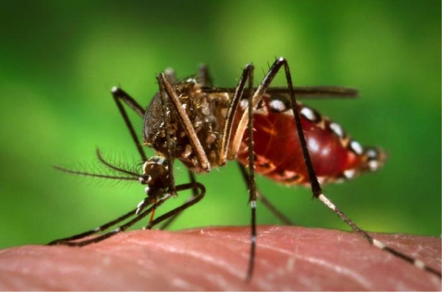 Photo courtesy of James Gathany at the Centers for Disease Control and PreventionA female Aedes aegypti mosquito feeding on human blood. These mosquitos carry the vector-borne disease dengue fever.