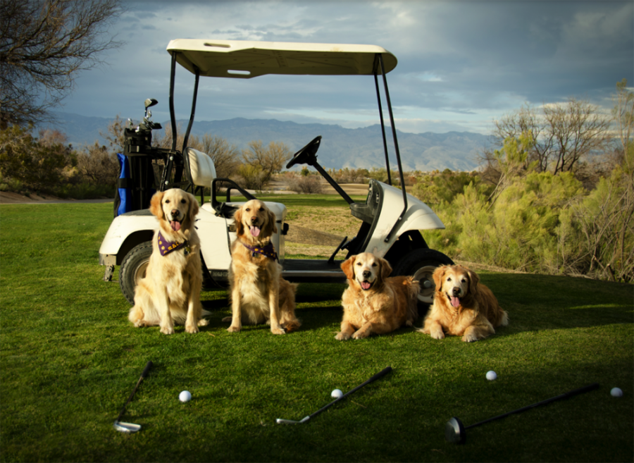 Courtesy+of+Mariah+DriggsThe+Southern+Arizona+Golden+Retriever+Rescue+hosts+its+annual+charity+golf+tournament+this+weekend.