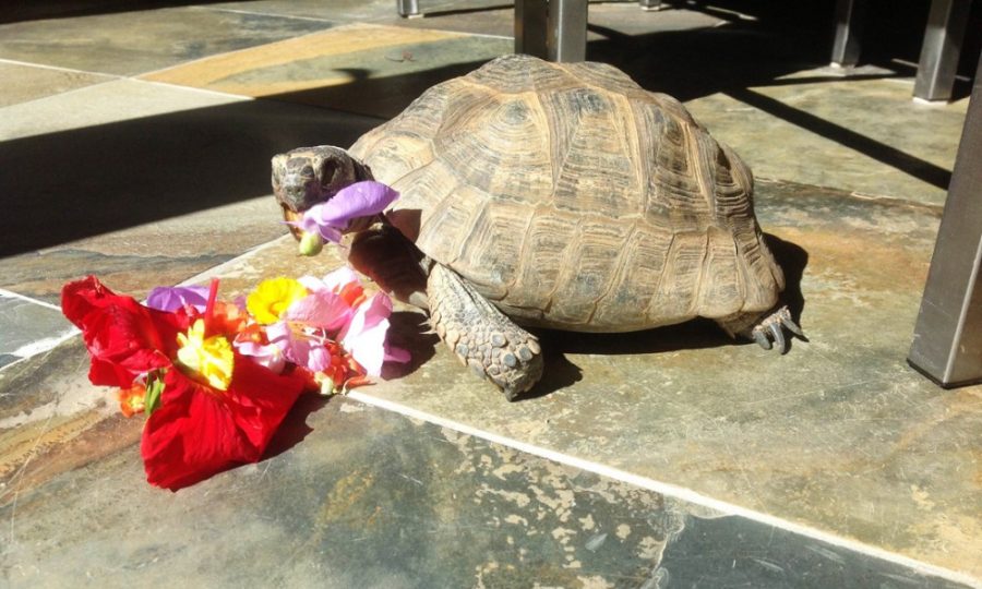 Courtesy of Shirley ChristensenDaphne, a Testudo graeca graeca tortoise, eats a flower. Daphne was brought to the U.S. from Switzerland by Shirley Christensen after the two became inseparable.