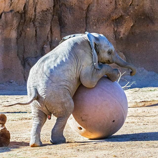 Courtesy of Reid Park ZooBaby elephant Nandi rolls around on a ball in the elephant enclosure at the Reid Park Zoo. Visiting the zoo is a good way to unwind during a stressful time of year.