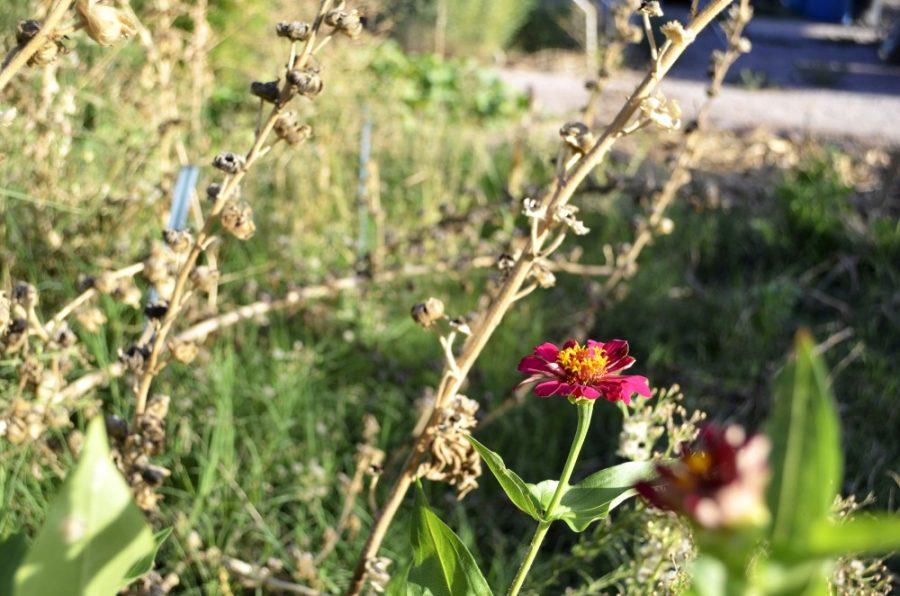 A flower blooms amongst its neighbors in the University of Arizona Community Garden on Friday, Aug. 28, 2015. The garden is run by Students for Sustainability.