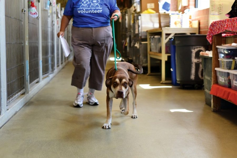 Zoe Bobar, a volunteer at Pima Animal Care Center of almost two years, walks 10 month old Chinese sharpei mix Fireball over to his new family, sisters Karla and Diane Sinohui, on Tuesday, Aug. 25, 2015.

Photo by: Rebecca Noble / The Daily Wildcat