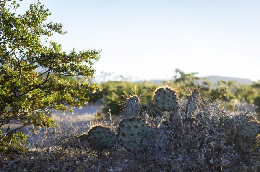 A prickly pear cactus bathed in morning light at the Hueco Rock Ranch.