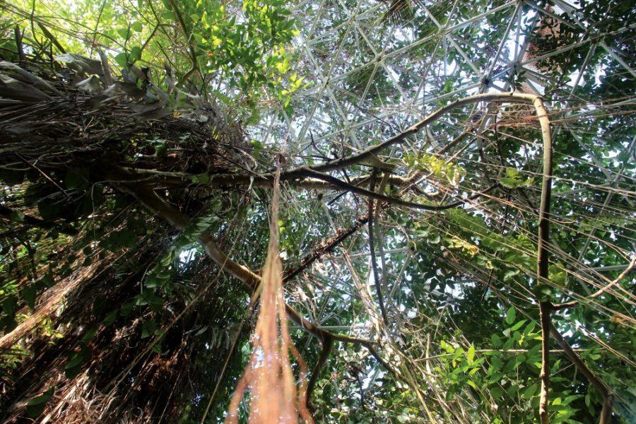 Courtesy of Patrick OConnorA vine descends from the dense canopy of Biosphere 2s tropical rainforest biome. Experiments in this artificial rainforest give researchers insight into how ecosystems will respond to climate change.
