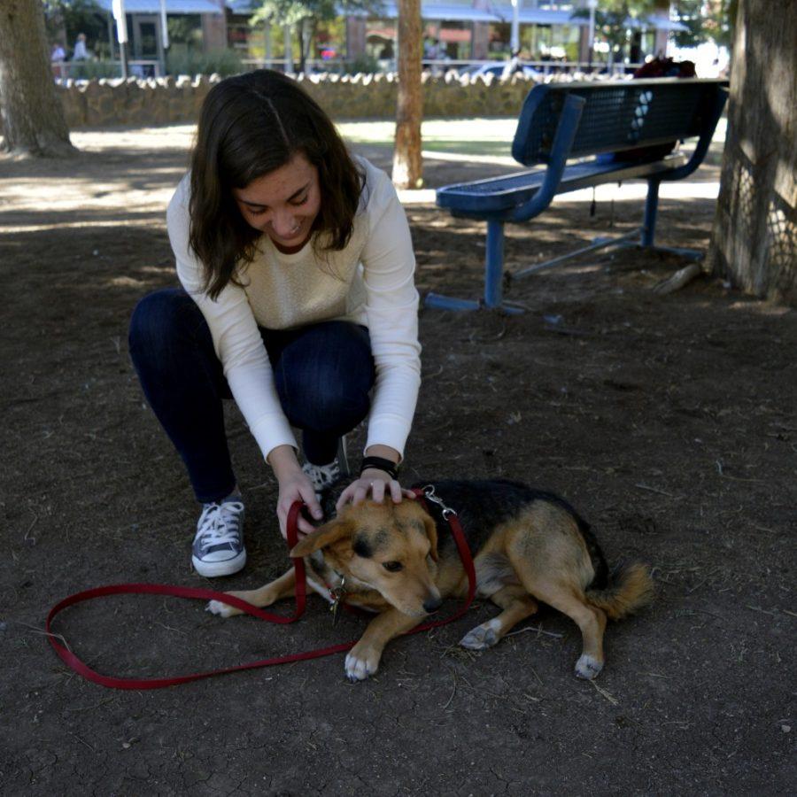 Government and policy Ph.D. student Elizabeth Schmitt plays with Appolonius, a 3-year-old beagle mix, on Nov. 9. Around the UA, more people seem to have emotional support animals, which are different from service animals.