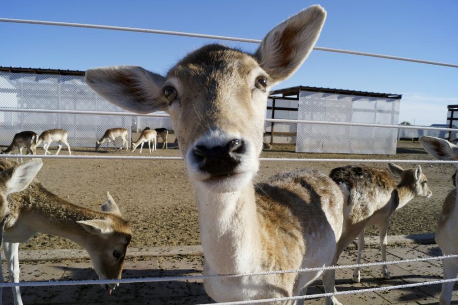 A deer on display at the Rooster Cogburn Ostrich Farm on Feb 6. The Rooster Cogburn Ostrich Farm has a variety of activities including animal feedings and a monster truck tour.