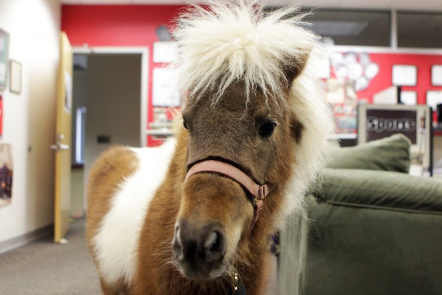 Buddy the mini-horse poses for a photo at the Daily Wildcat newsroom on Sunday, Jan. 31. Buddy has struck a chord in many students on campus recently, even sparking a Facebook page by his owner.