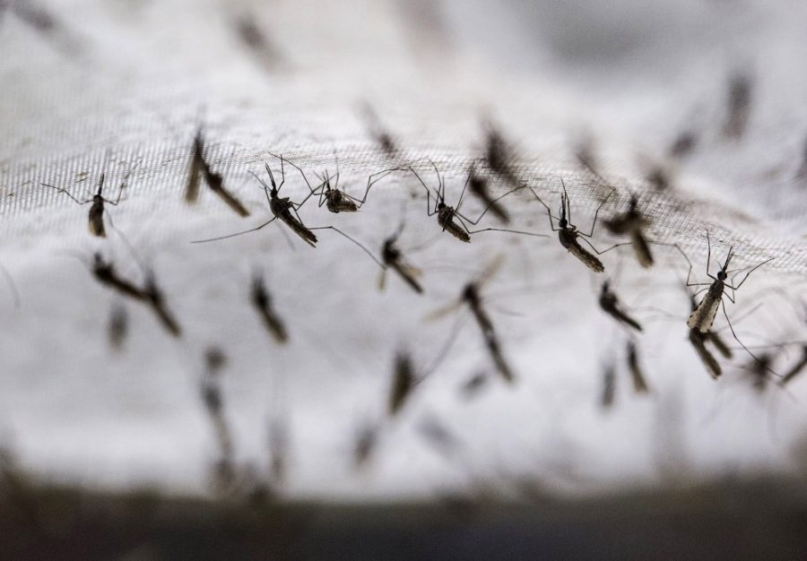Mosquitoes raised at Seattle BioMed cling to fabric in December 2014.