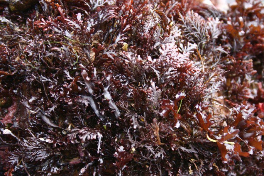 The+North+Sea+Coastline+at+Holy+Island+in+Northumberland%2C+England.+Currently+dulse+is+sold+as+a+nutritional+supplement+and+in+the+future+may+be+grown%2C+fried+and+sold+around+the+world.