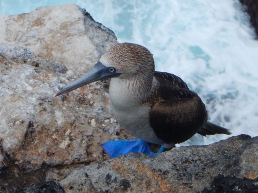 A blue-footed booby at the Galapagos Islands in July, 2015. The booby exhibits some interesting mating displays that focus on their signature blue feet