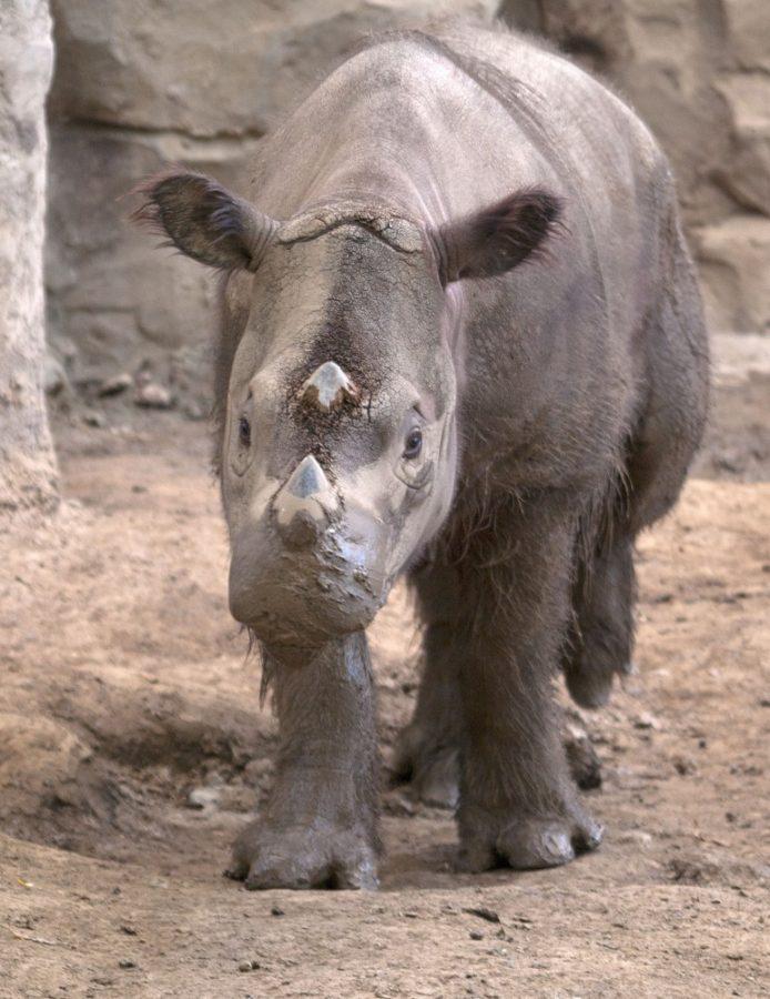 A+Sumatran+Rhino+pictured+at+the+Cincinnati+Zoo+in+September%2C+2009.+One+of+the+last+remaining+Sumatran+Rhinos+recently+died+in+Indonesia.