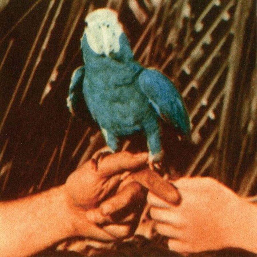 Official album art for Are You Serious, Andrew Birds 13th studio album, released Friday, April 1. The album focuses on Birds romantic life.