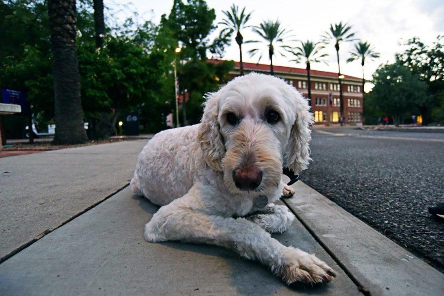 Zoe, an 11-12 year old labradoodle, tuckered out after a quick jog across campus on Monday, Sept. 12, 2016. Zoe was rescued by her family in 2005. 