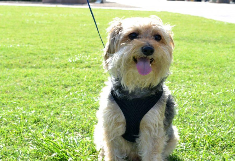 Jax, a 5-year-old yorkie poodle, poses on the mall on Tuesday, Sept. 1. He loves to playing with toys and hanging around with his family.
