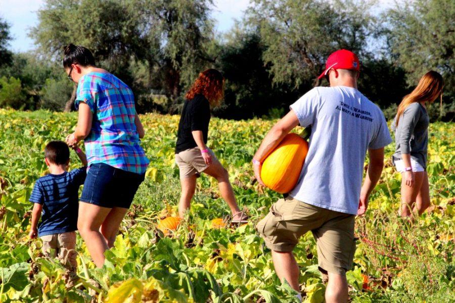 Families hunt for the perfect pumpkin at the Marana Pumpkin Patch on Saturday, October 8, 2016.