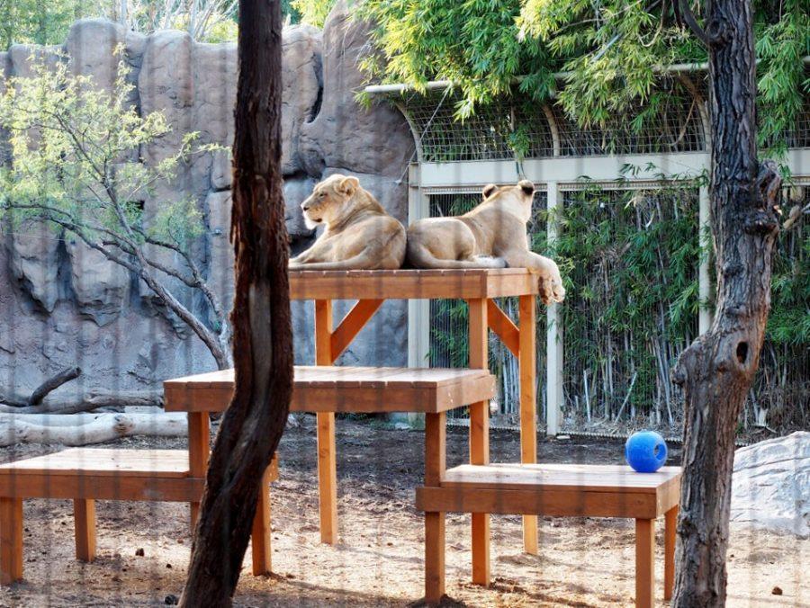Kaya (right) and Nayo (left) relaxing on their platform at the Reid Park Zoo on Dec. 1, 2016.
