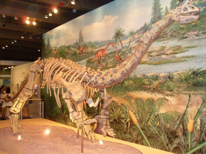 A lufengosaurus dinosaur skeleton in the Hong Kong Science Museum. Researchers have identified preserved soft material within a lufengosaurus skeleton almost 200 million years old.