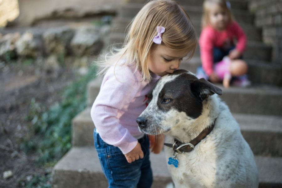 Toddlers and dogs have similar amounts of emotional intelligence. A toddler kisses a dog on the head. New research indicates toddlers and dogs have similar amounts of emotional intelligence.