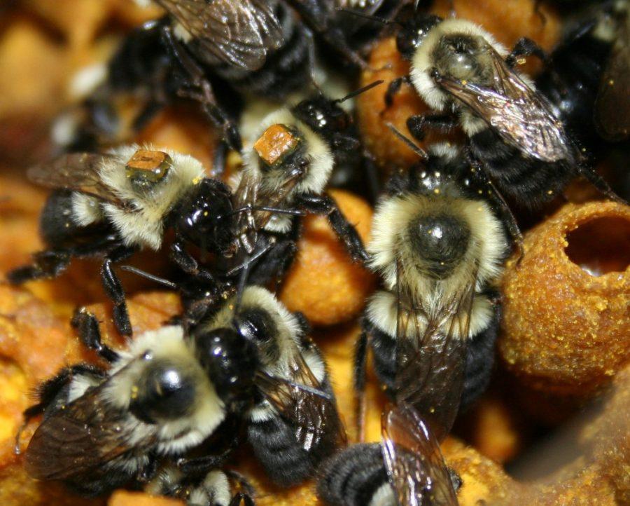 Forager bees with attached RFID chips during an experiment in the Papaj Laboratory within Ecology and Evolutionary Biology. New research indicates the bees increase efficiency by focusing on a specific type and location of food. 