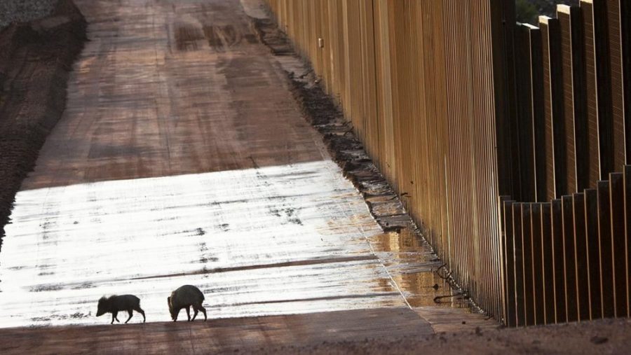 Two peccaries walk by the U.S.-Mexico border near an existing stretch of wall that bisects the San Pedro river corridor.