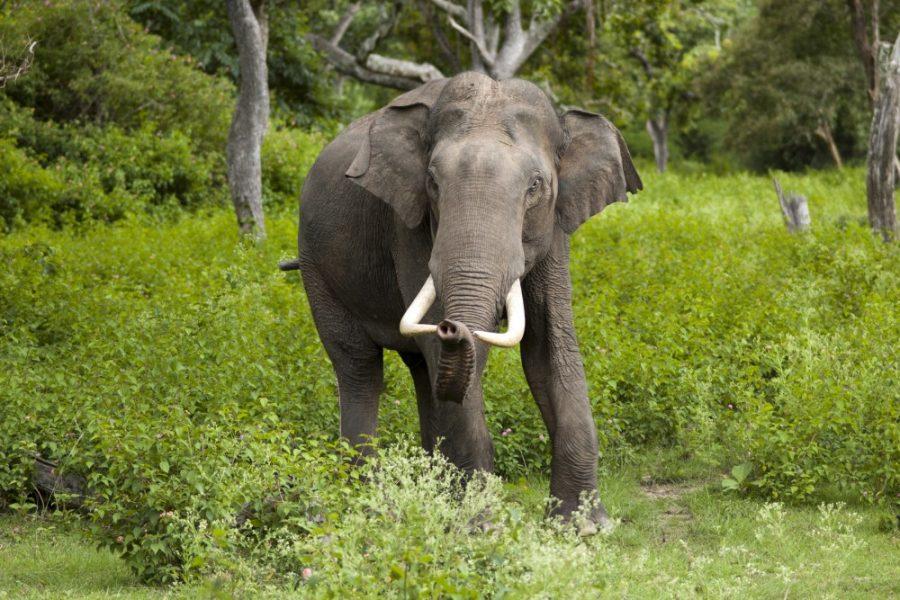 An Indian elephant bull in Bandipur National Park, July 2005. New research has declared elephants as the shortest-sleeping mammals.