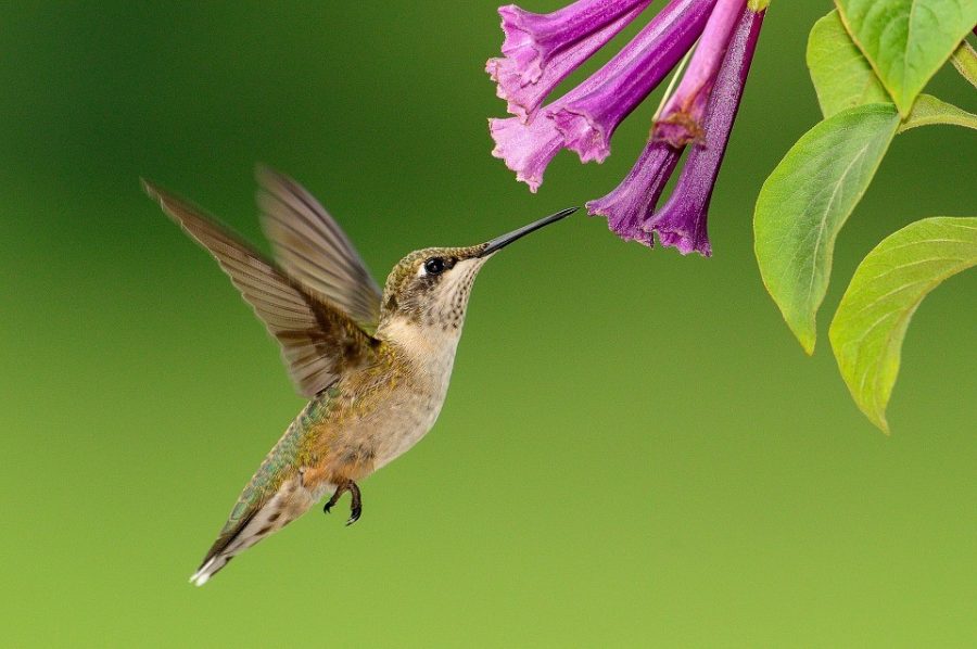 A hummingbird hovers in midair. The tiny birds are the worlds smallest, yet have massive caloric requirements due to their high-powered metabolisms.