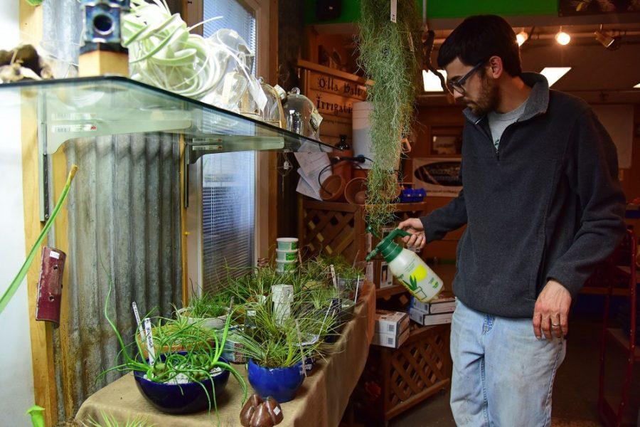 Owner Brendan Woltman mists air plants shortly before closing for the evening at EcoGro on Tuesday, Feb. 28, 2017. EcoGro opened in April of 2012 and plans to open two more locations in Tucson within the next year. 