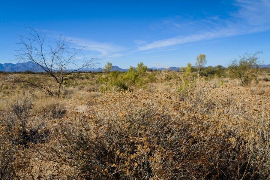 The Sonoran Desert in Arizona. Summer days in Tucson often reach high temperatures.
