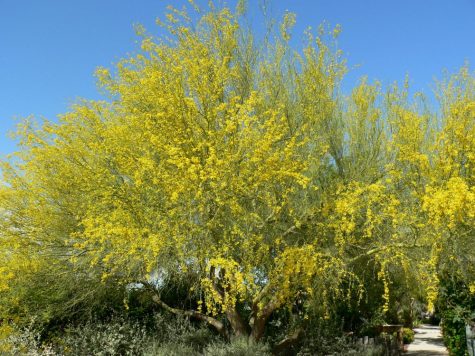 A Cercidium floridum (blue palo verde) at the Springs Preserve garden in Las Vegas, Nevada. While Earth Day is a celebration of the natural world, its lessons can be applied throughout the entire year.