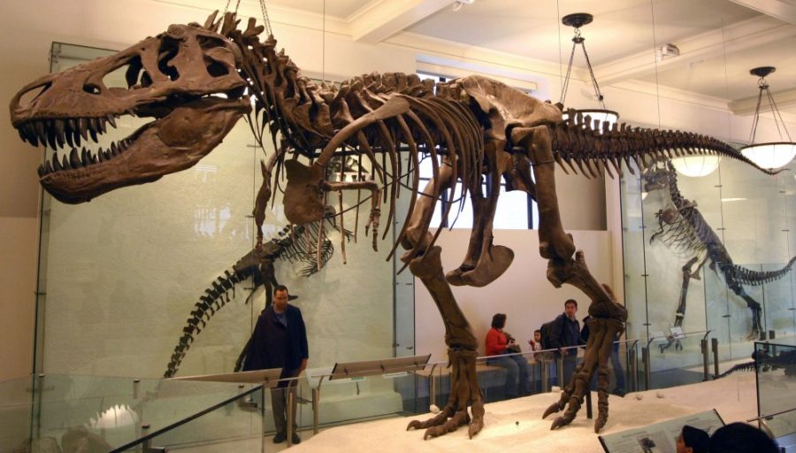 Tyrannosaurus+specimen+at+the+American+Museum+of+Natural+History.+New+research+indicates+that+tyrannosaur+dinosaurs+may+have+had+sophisticated+sensory+organs+in+their+snouts%2C+similar+to+modern+crocodilians.