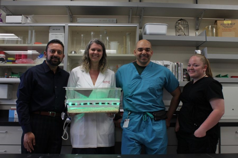 (left to right) Associate Professor Rajesh Khanna, Ph.D., Surgical Specialist Kerry B Gilbraith, Assistant Professor Mohab Ibrahim M.D., Ph.D. and Research Specialist Jessica Hanson pose for a photo with the LED lights they are researching to help alleviate pain in the Life Sciences Building on April 6.
