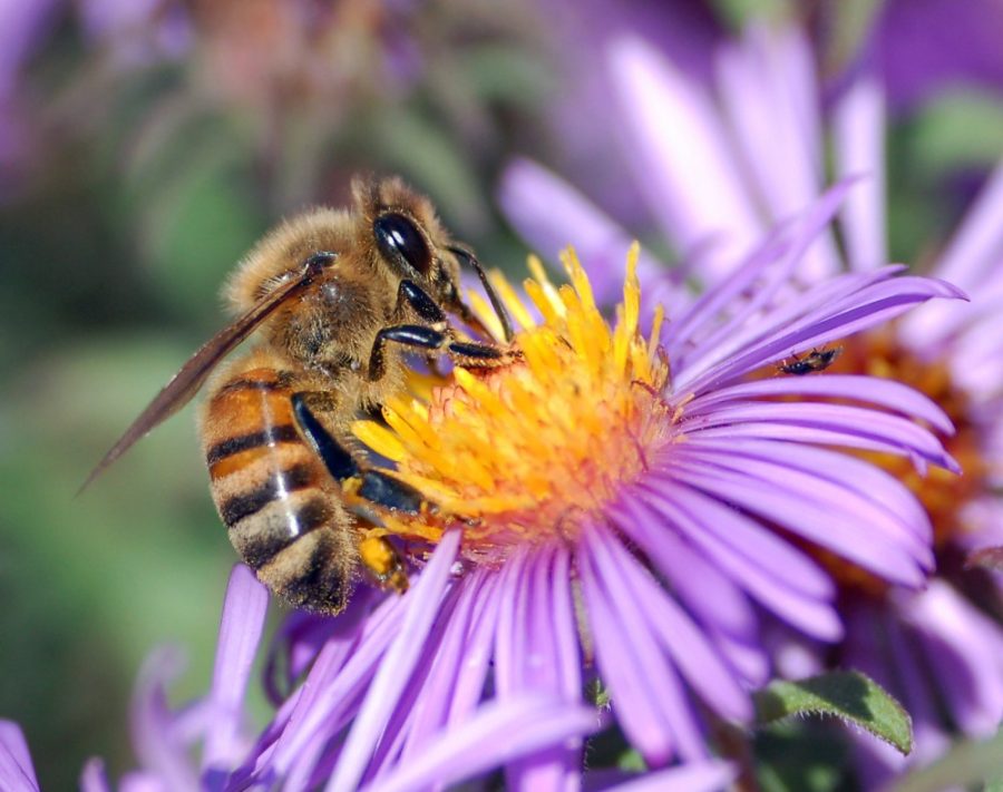 A European honey bee (Apis mellifera) extracts nectar from an Aster flower using its proboscis. Celebrating and helping bees is just one thing Arizonans can do to celebrate Earth day year round.