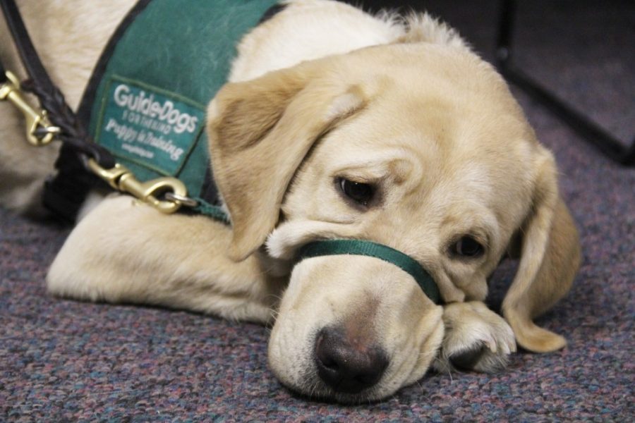 7-month-old Noriko is a guide dog for Kelsey Timms. Independent puppies grow into calm guide dogs, according to a new study from the Arizona Canine Cognition Center.