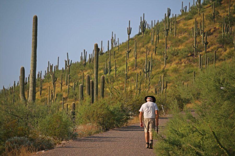 A compilation of images from Tumamoc Hill, a popular hiking spot and University of Arizona research location. 